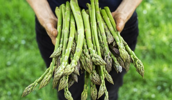 Farmer holding freshly picked green asparagus close up