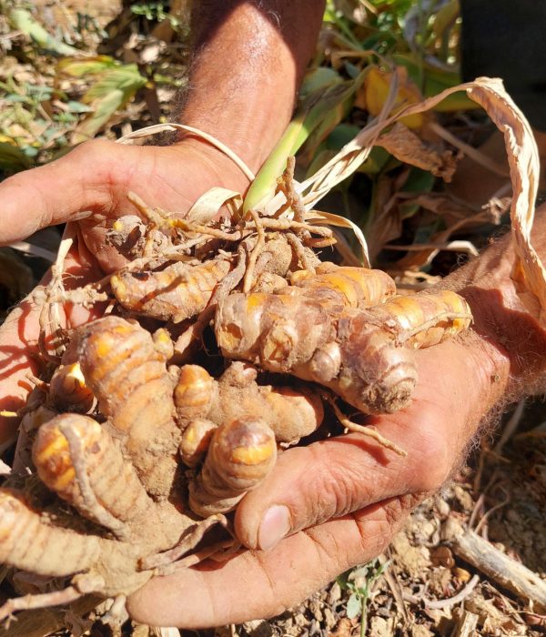 curcuma-longa
