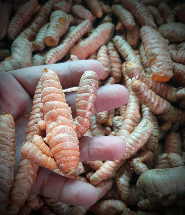 curcuma-oml